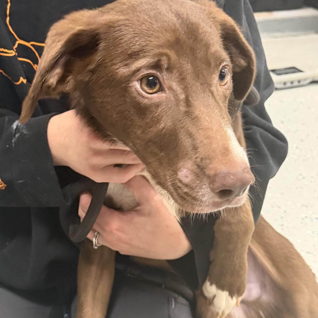 Enlarge Bowser aka 091426-3D, a Adoptable mixed breed in Marion, VA image 2/3