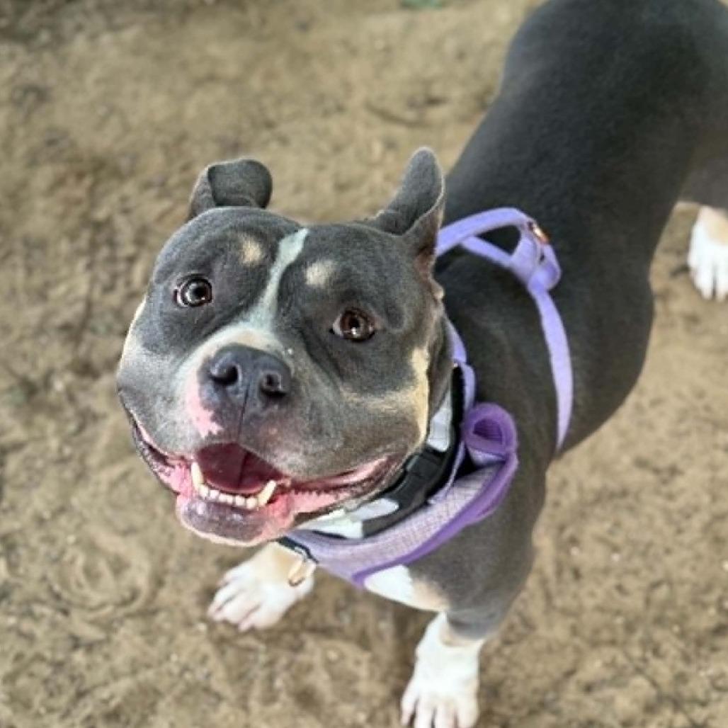 Enlarge Megan, a Adoptable American Bulldog in Stephenville, TX image 1/2