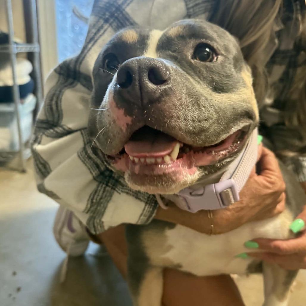 Enlarge Megan, a Adoptable American Bulldog in Stephenville, TX image 2/2