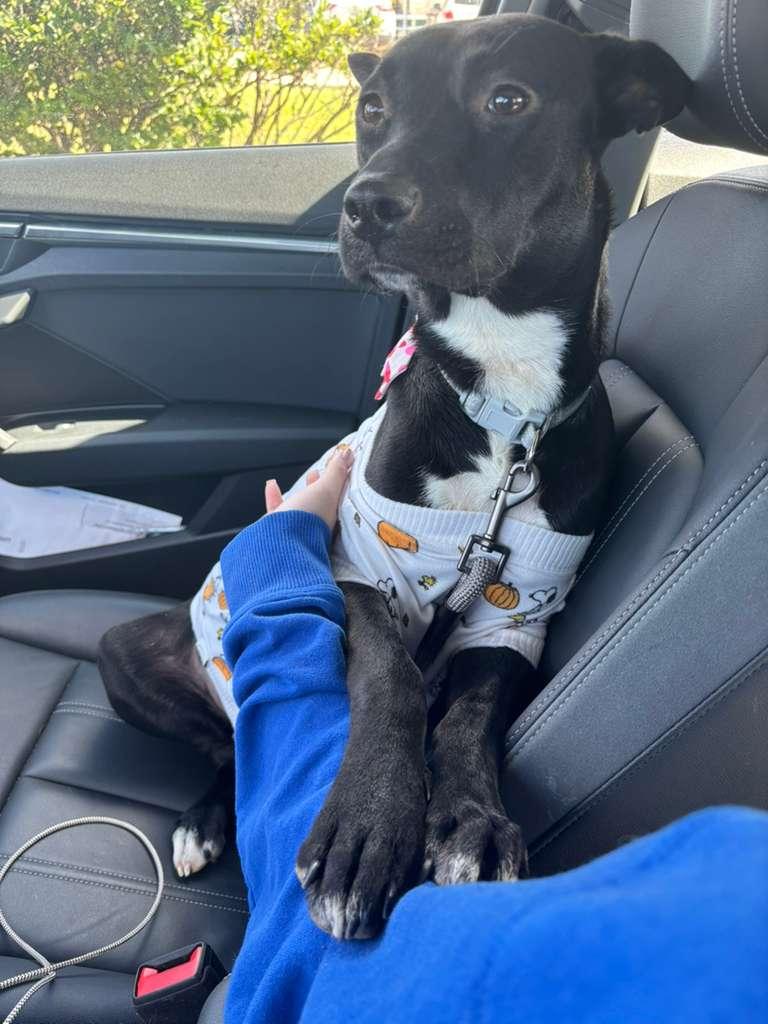 Sasha, Adoptable, Adult Female Labrador Retriever.