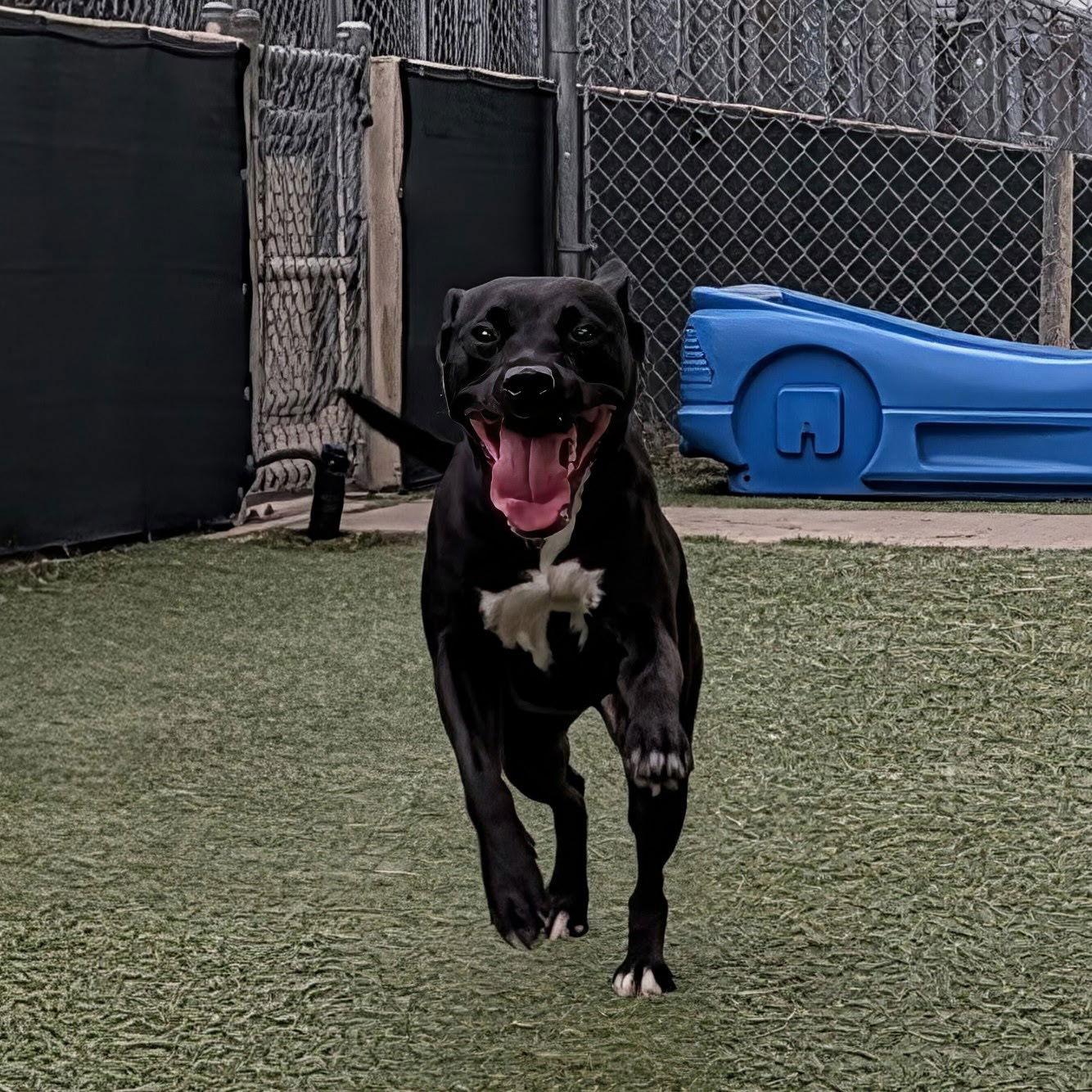 Enlarge Sasha, a Adoptable Labrador Retriever in The Woodlands, TX image 2/3