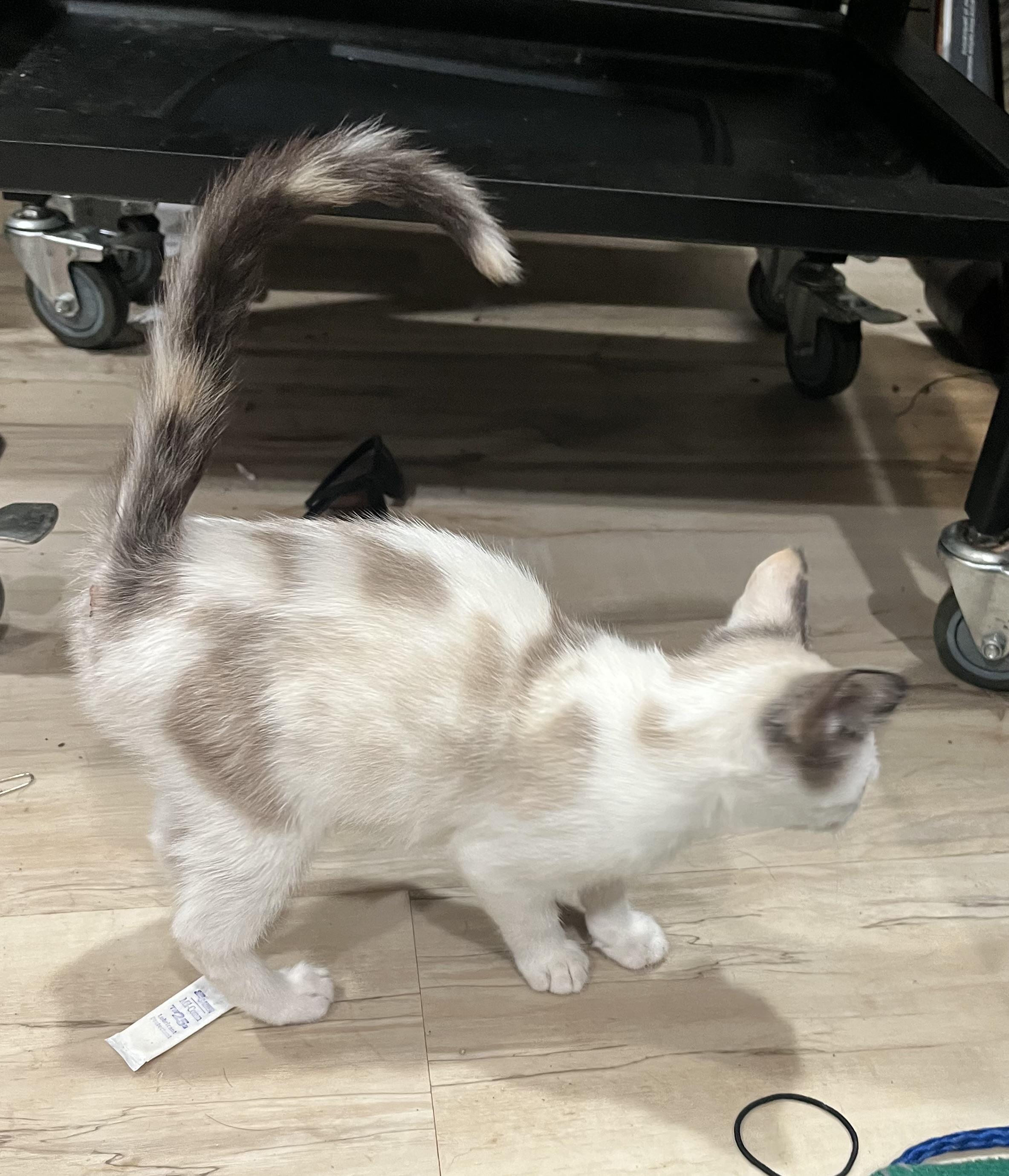 Cool Ranch thumbnail 4