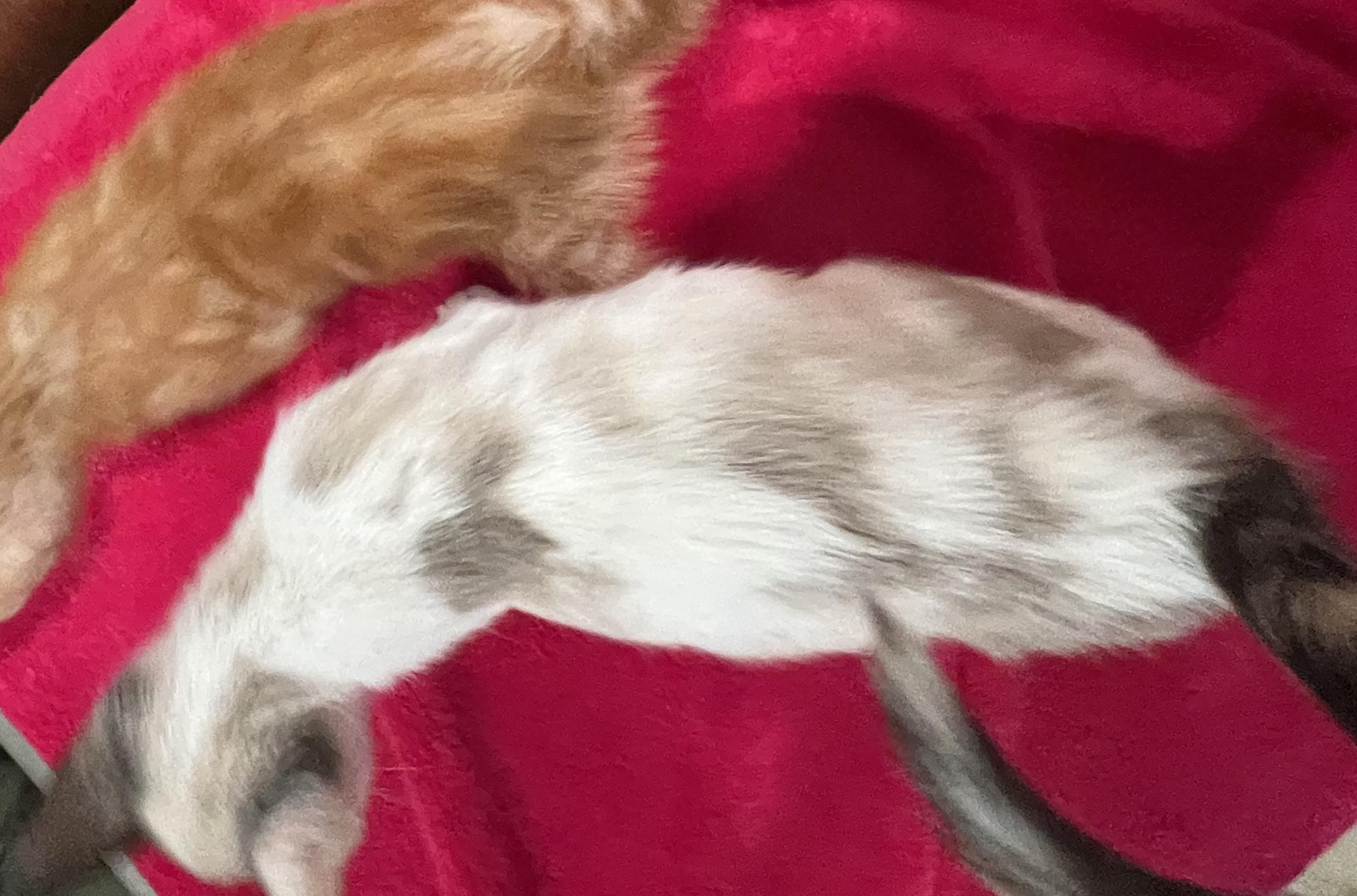 Cool Ranch thumbnail 3