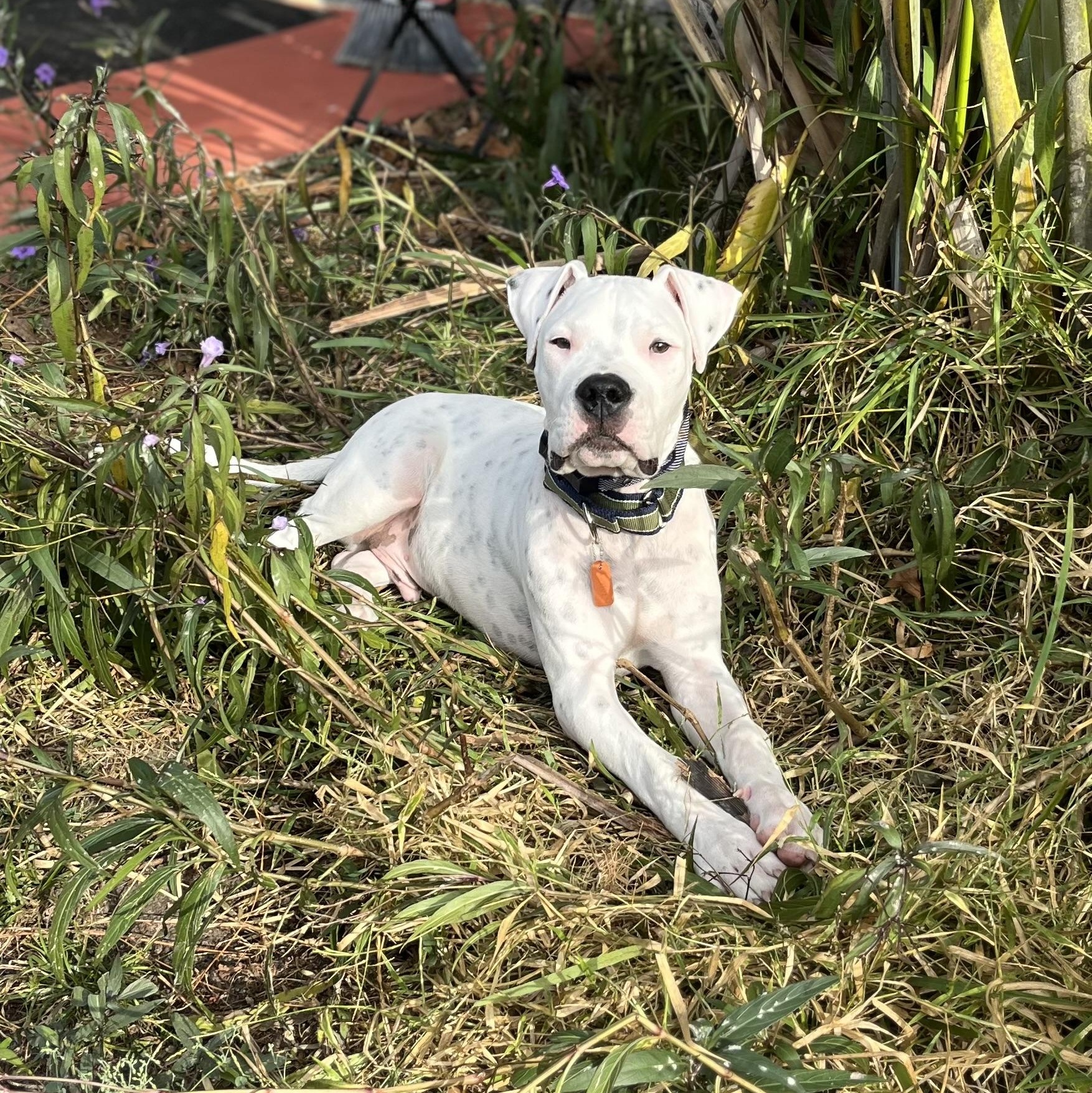 Enlarge Apollo, an adopted mixed breed in Groveland, FL image 1/5