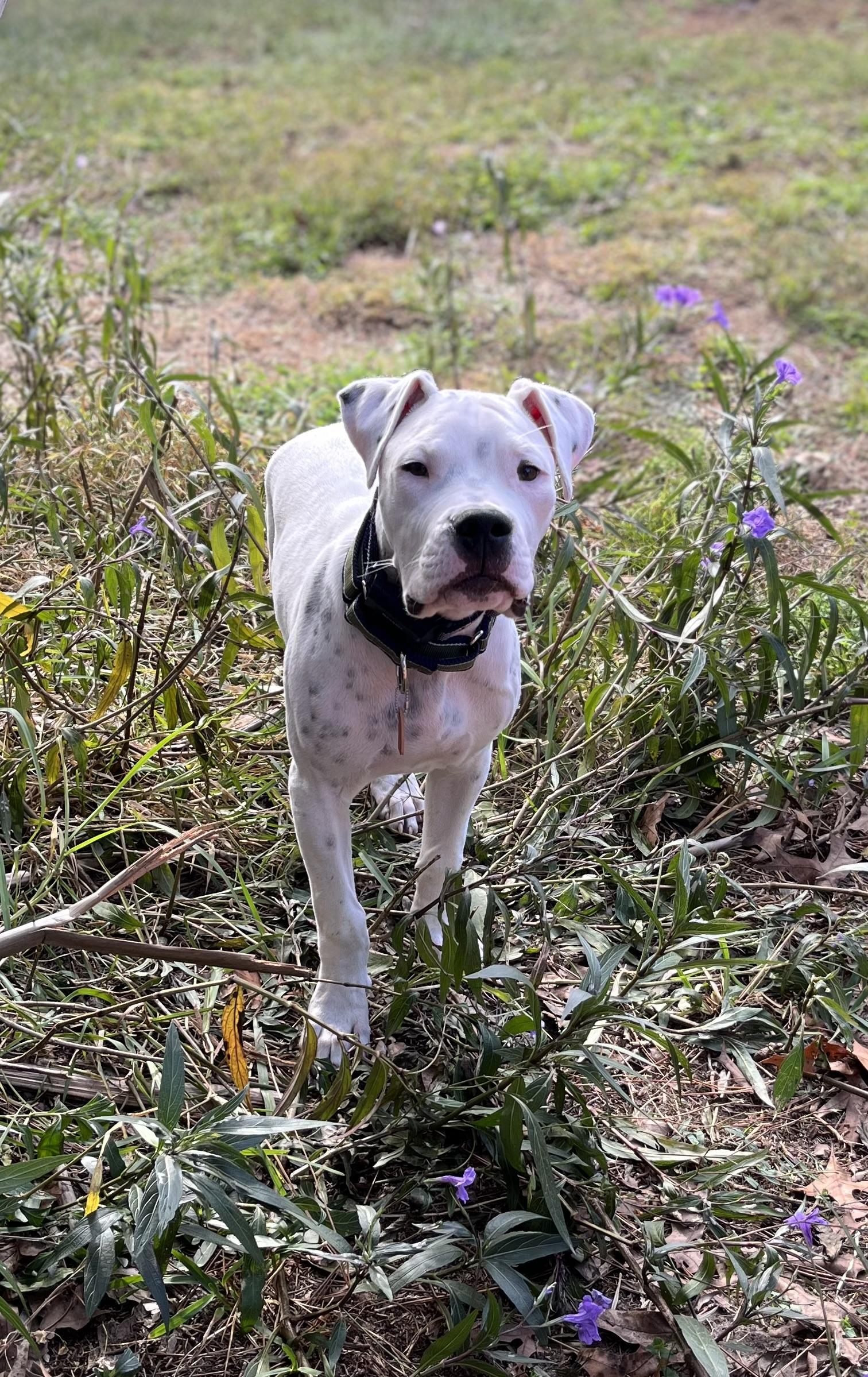 Enlarge Apollo, an adopted mixed breed in Groveland, FL image 2/5