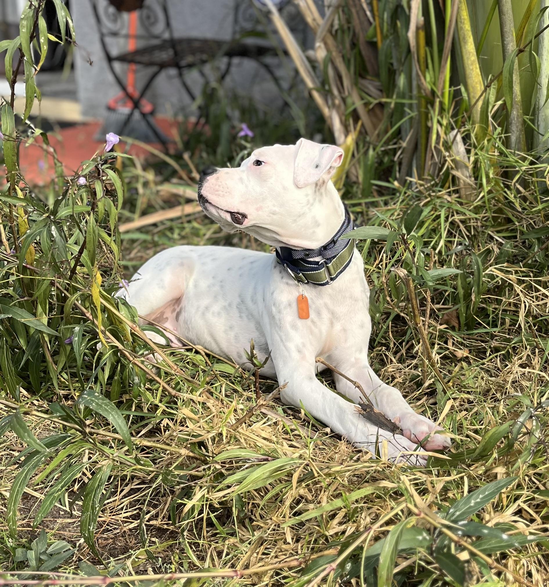 Enlarge Apollo, an adopted mixed breed in Groveland, FL image 3/5