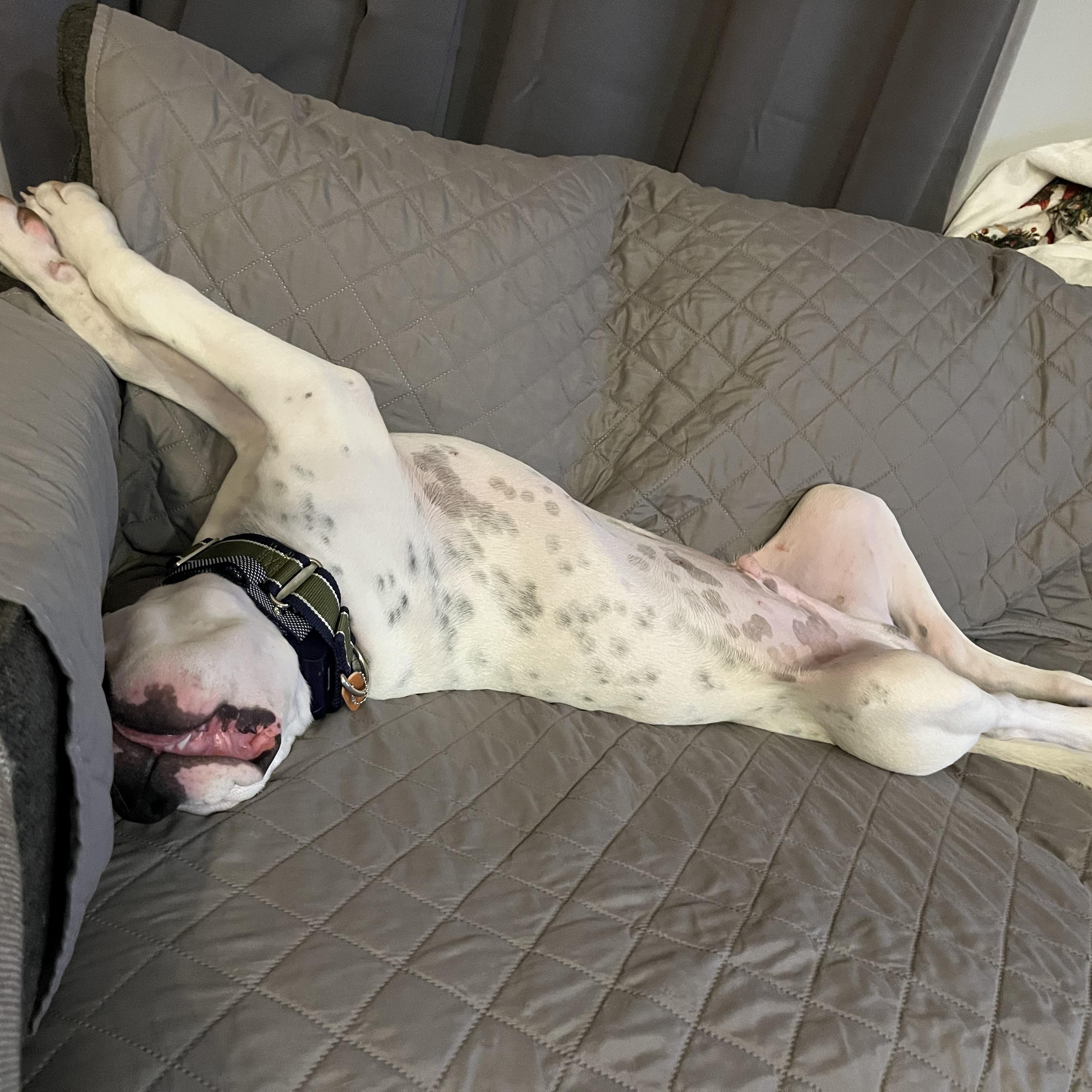 Enlarge Apollo, an adopted mixed breed in Groveland, FL image 4/5