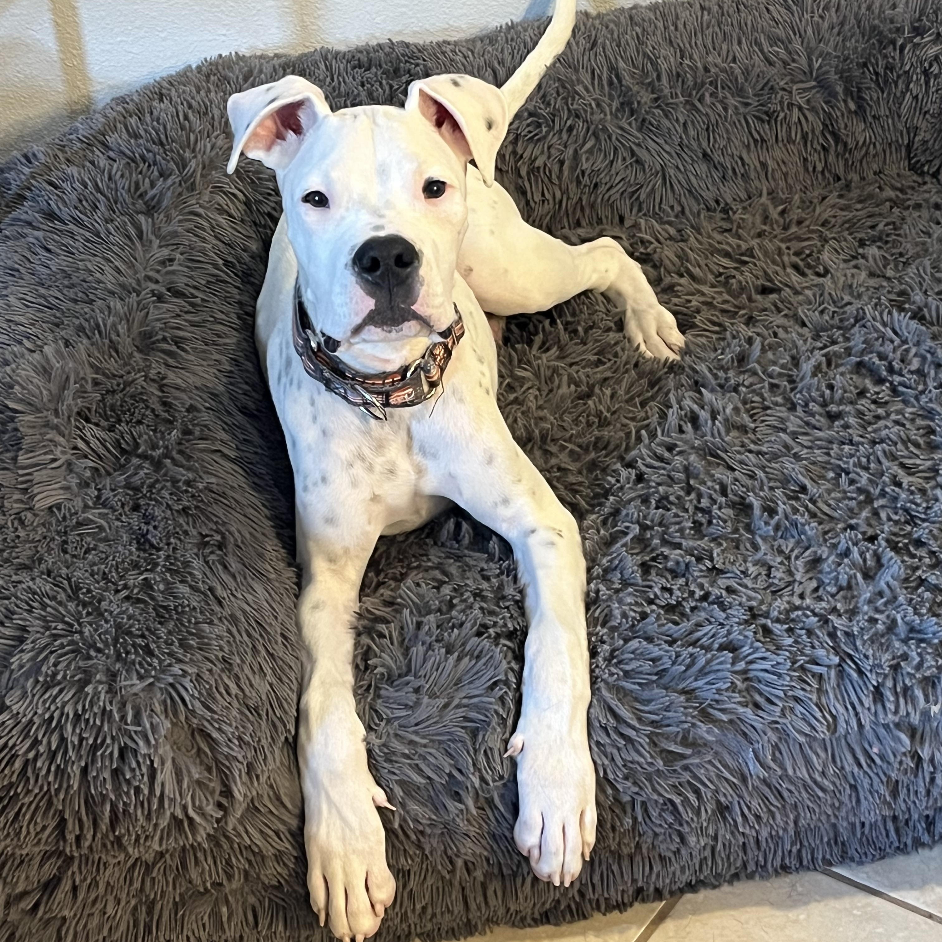 Enlarge Apollo, an adopted mixed breed in Groveland, FL image 5/5