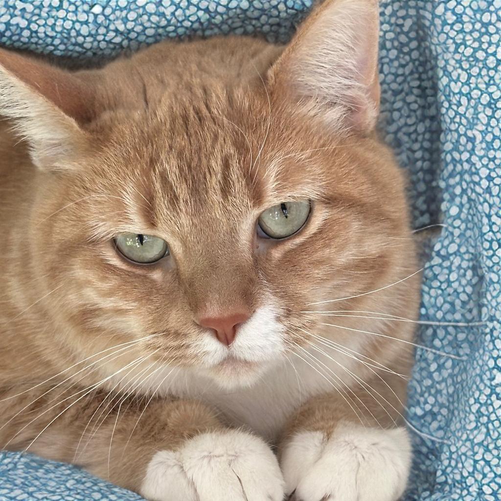 Boba, Adult Female Domestic Short Hair