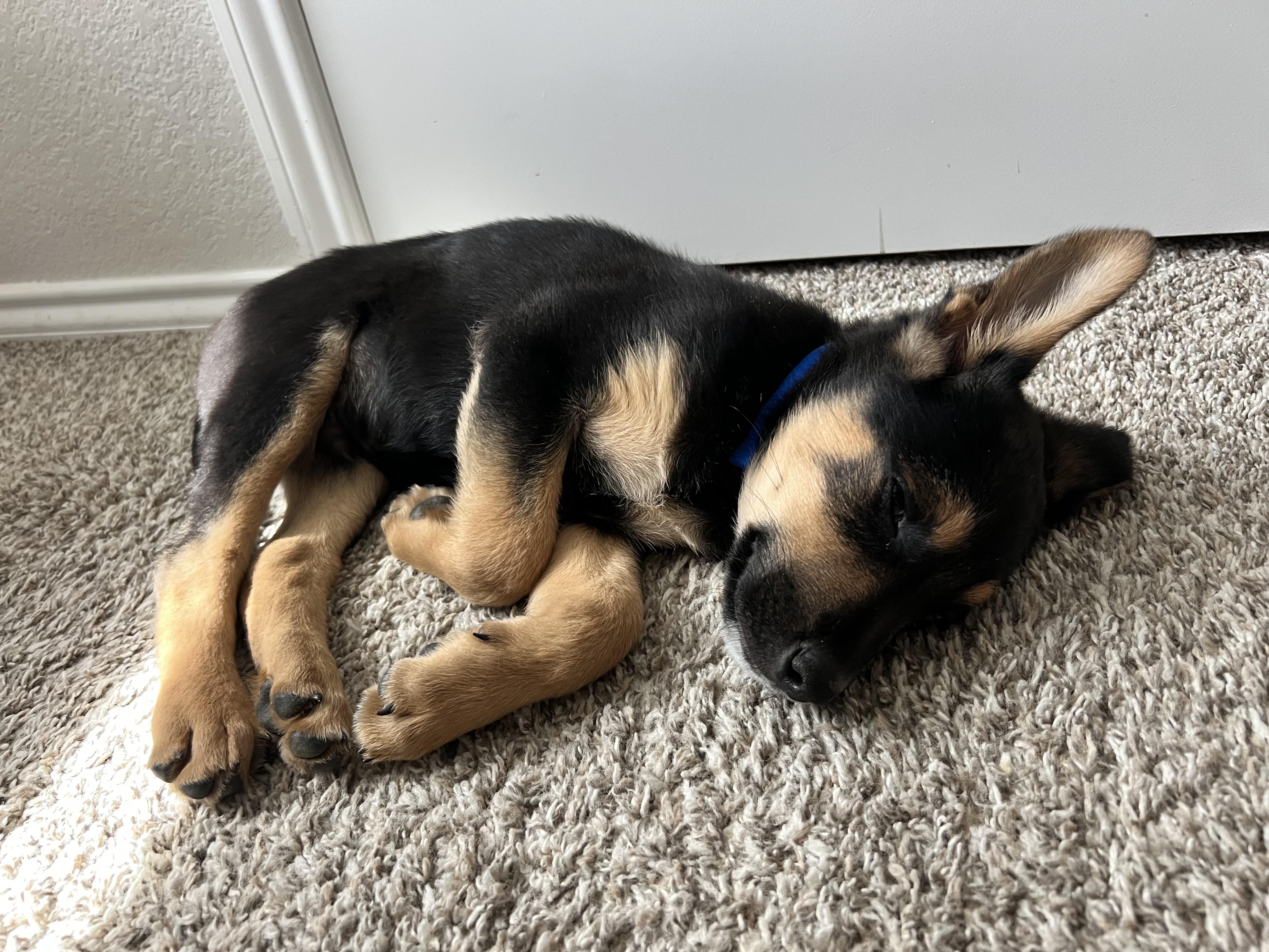 Enlarge Archie, a ADOPTABLE mixed breed in Forney, TX image 4/4