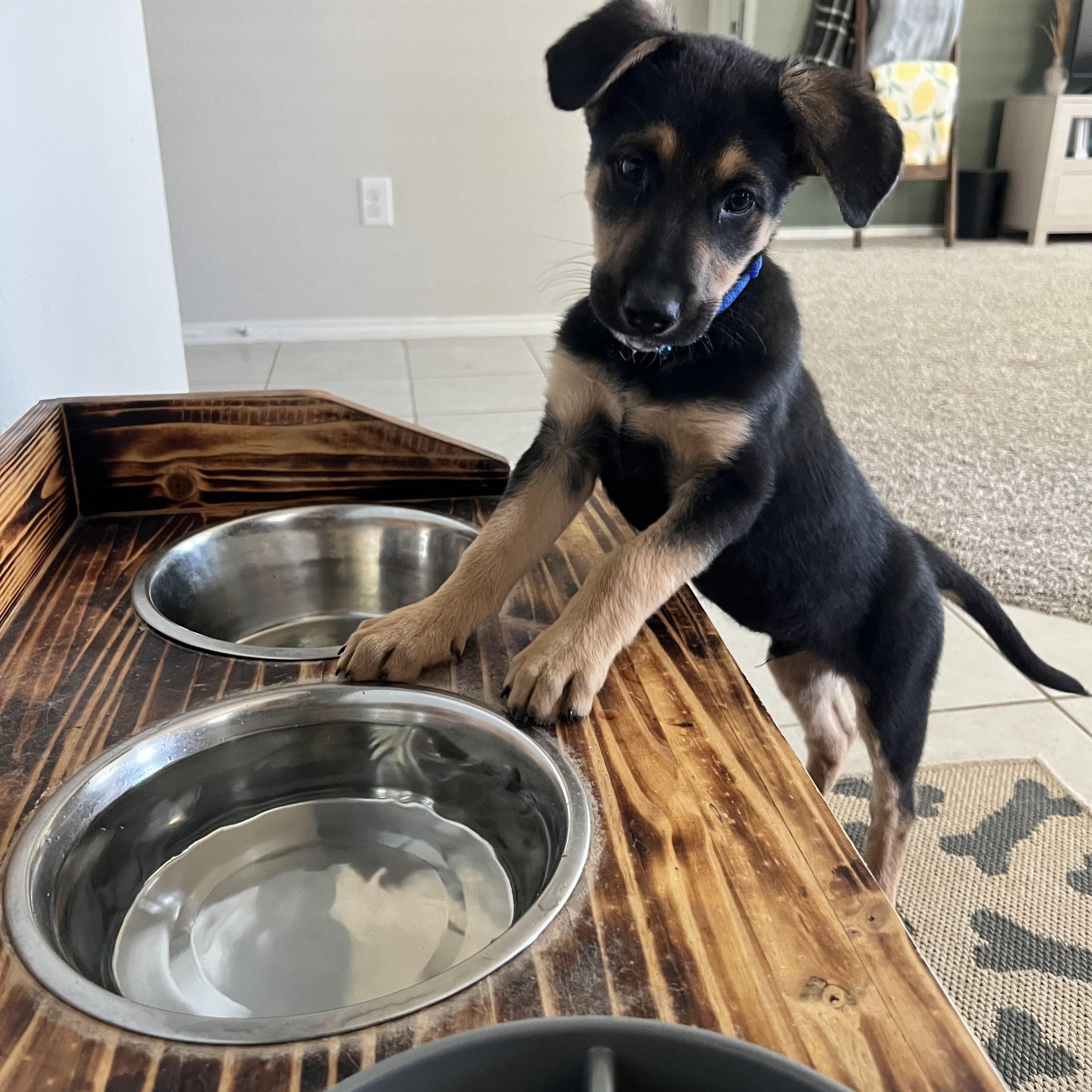 Enlarge Archie, a ADOPTABLE mixed breed in Forney, TX image 3/4