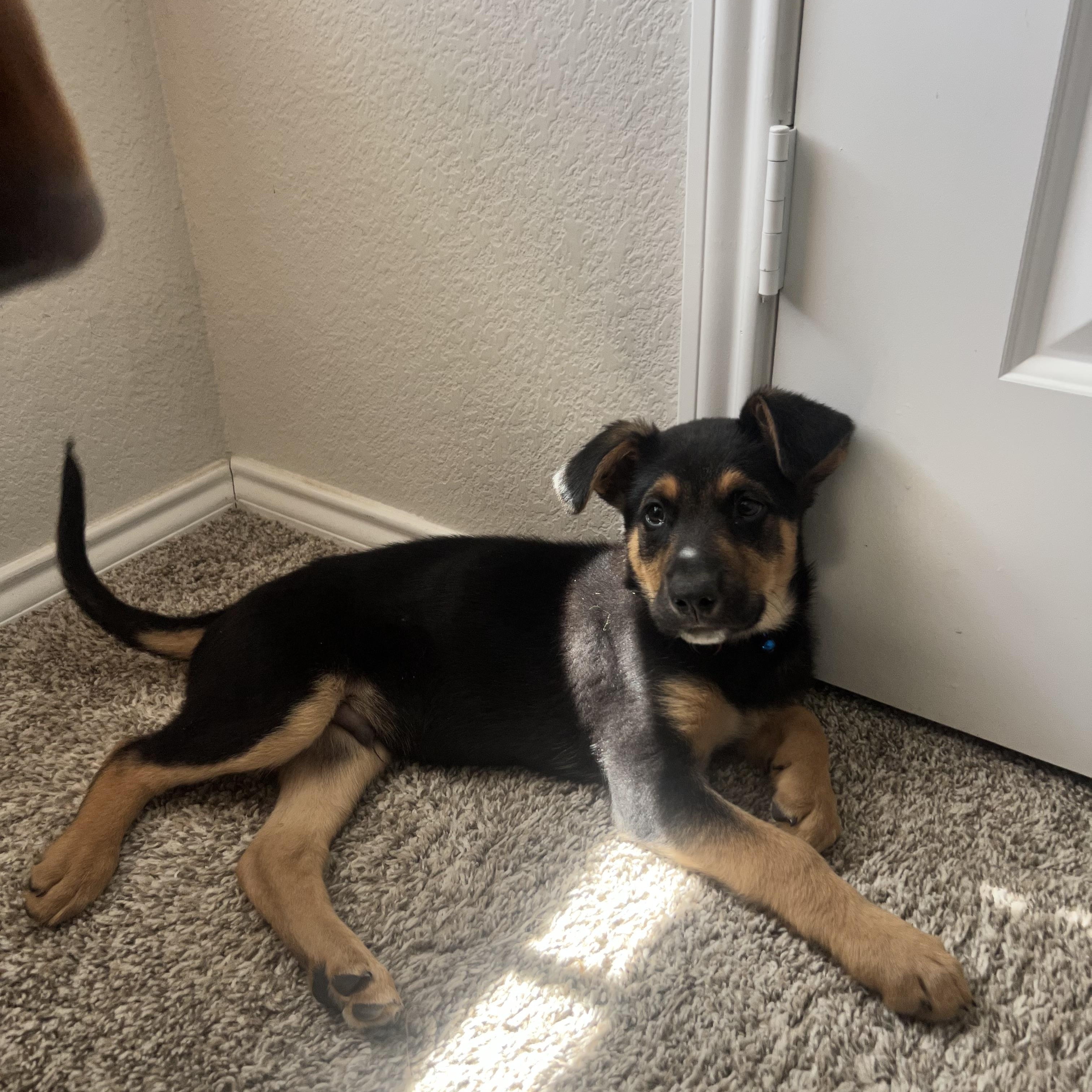 Archie, ADOPTABLE, Puppy Male German Shepherd Dog.