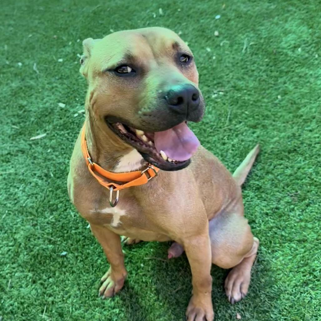 Dutton, Adoptable, Adult Male Mixed Breed.