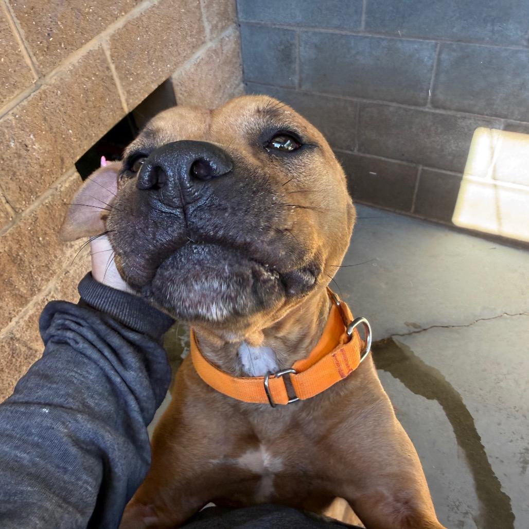 Enlarge Dutton, a Adoptable Mixed Breed in Hamilton, GA image 1/6