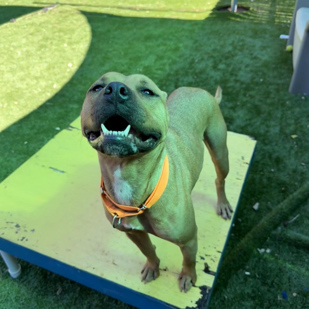 Enlarge Dutton, a Adoptable Mixed Breed in Hamilton, GA image 2/6