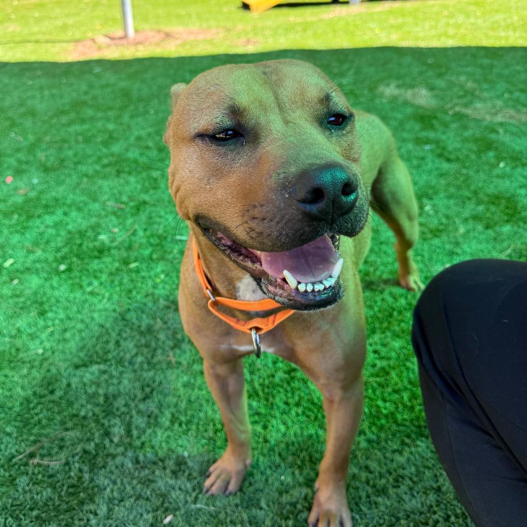 Enlarge Dutton, a Adoptable Mixed Breed in Hamilton, GA image 5/6