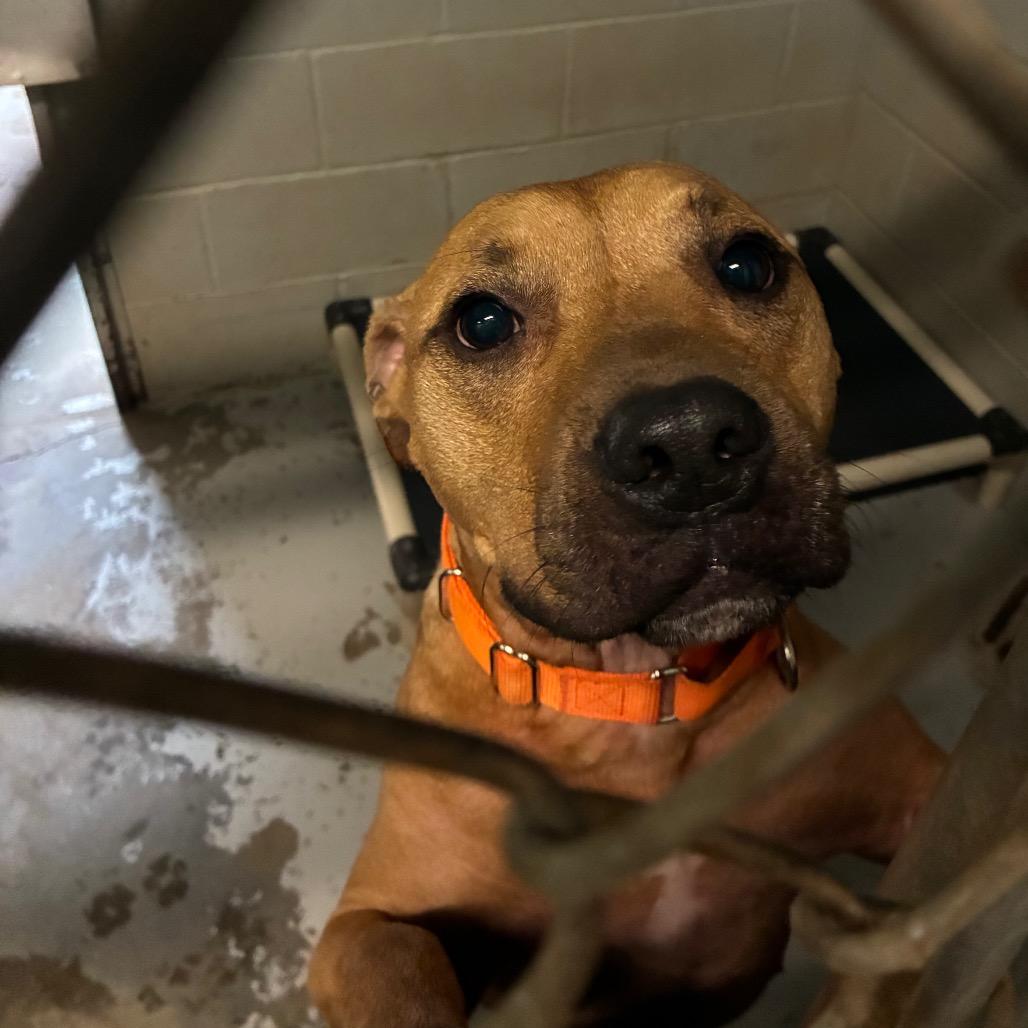 Enlarge Dutton, a Adoptable Mixed Breed in Hamilton, GA image 3/6