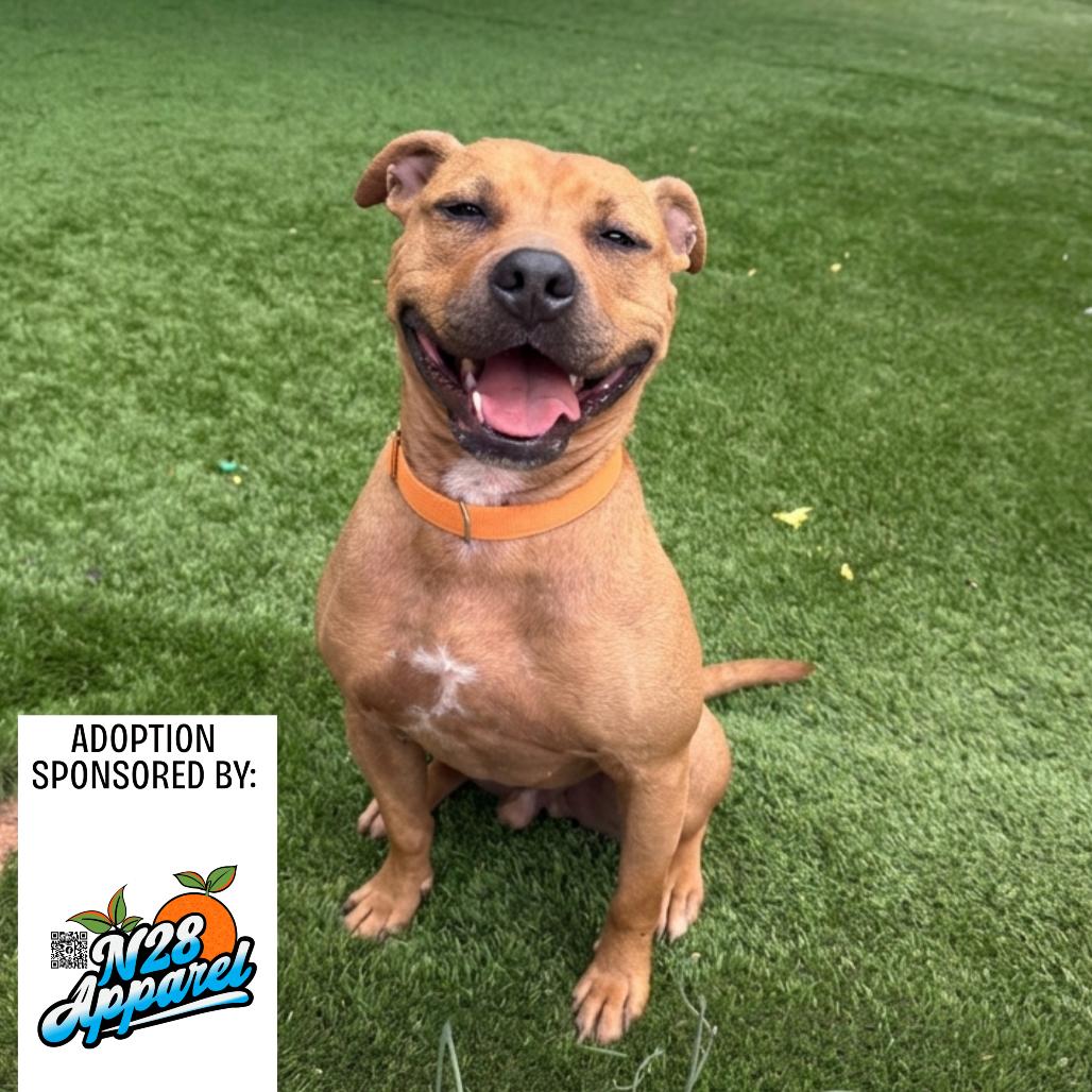 Dutton, a Adoptable Mixed Breed in Hamilton, GA image 5/6