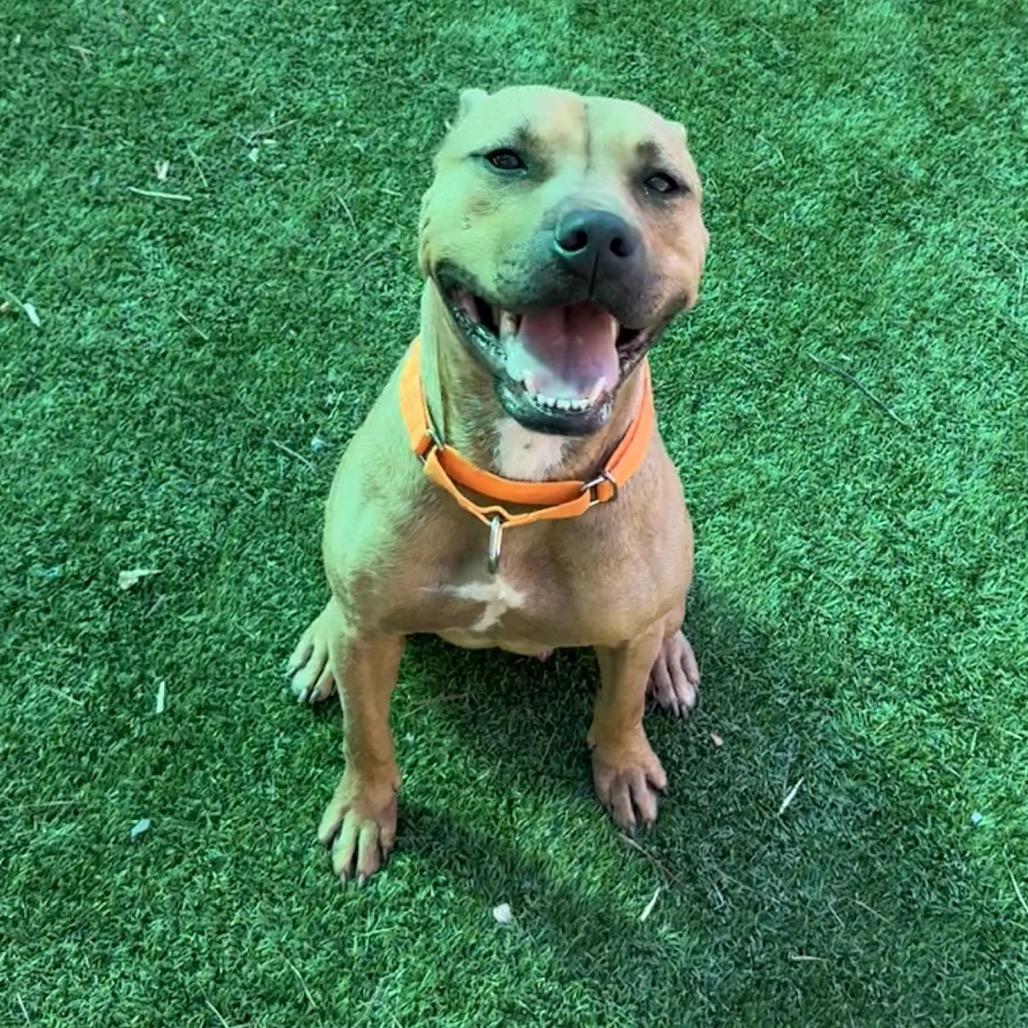 Dutton, a Adoptable Mixed Breed in Hamilton, GA image 6/6