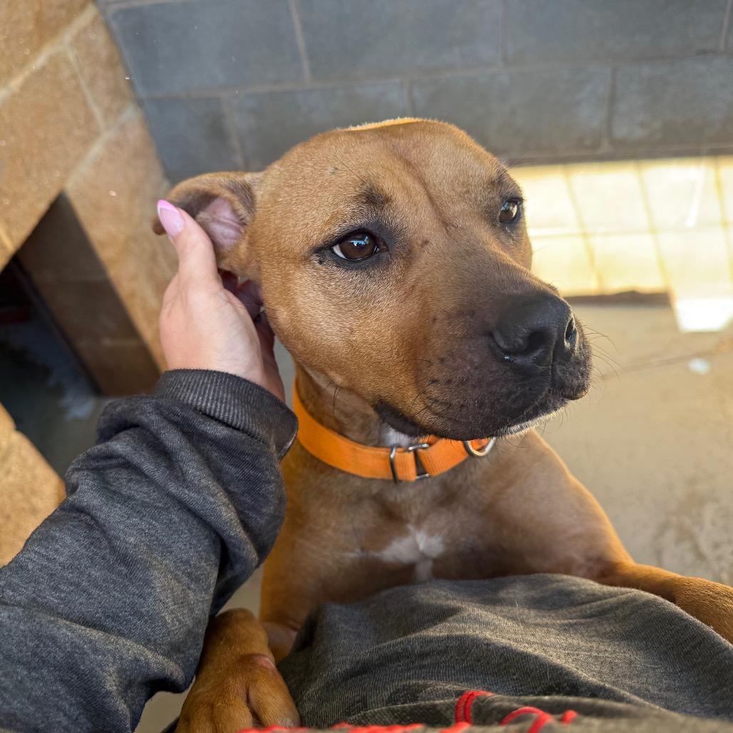 Enlarge Dutton, a Adoptable Mixed Breed in Hamilton, GA image 4/6