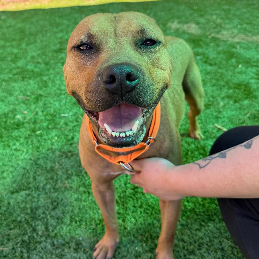 Enlarge Dutton, a Adoptable Mixed Breed in Hamilton, GA image 5/6