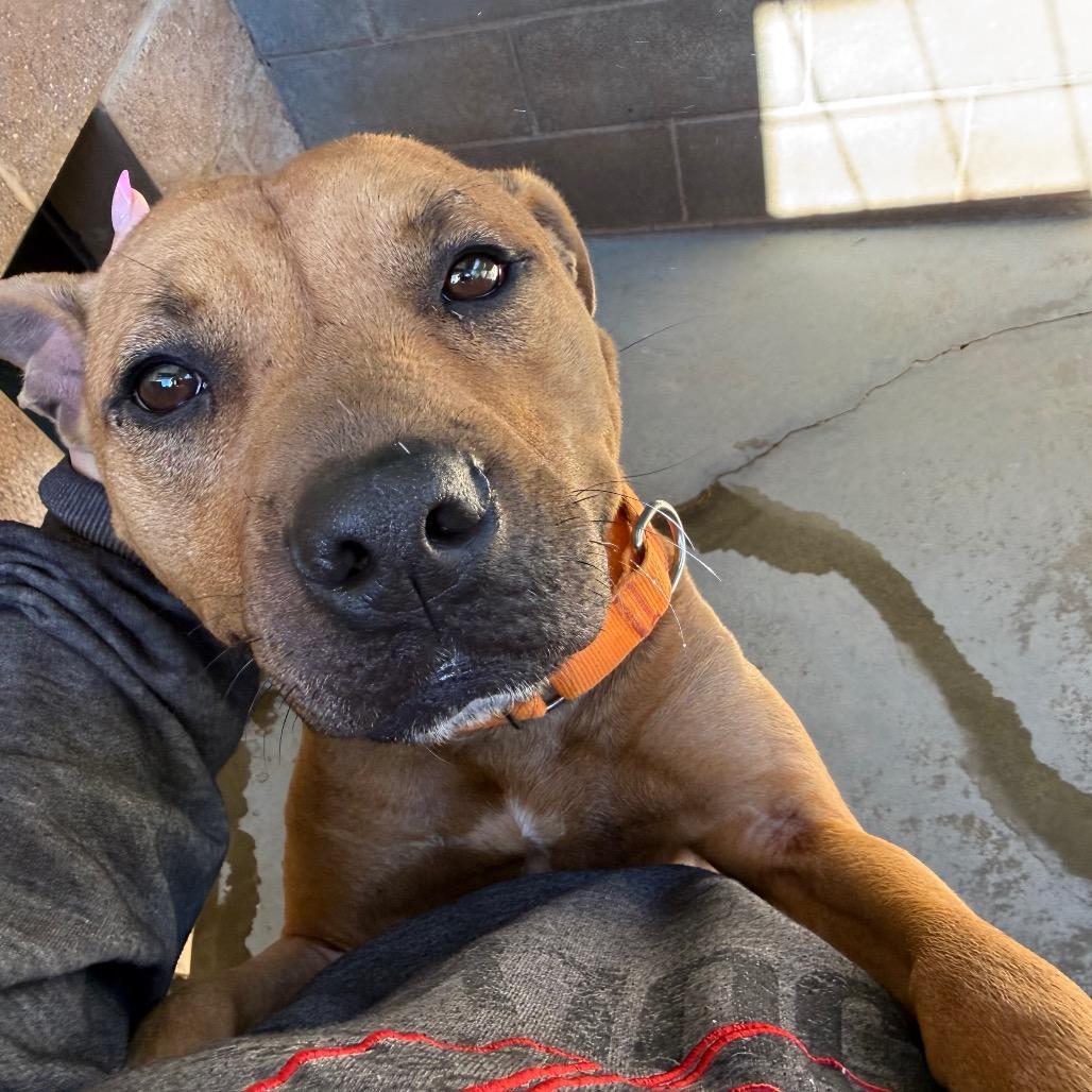 Enlarge Dutton, a Adoptable Mixed Breed in Hamilton, GA image 6/6