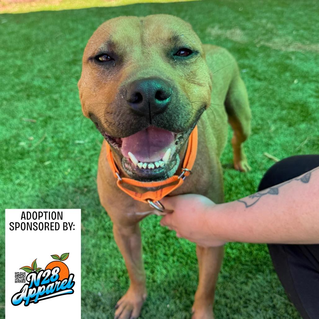 Enlarge Dutton, a Adoptable Mixed Breed in Hamilton, GA image 6/6