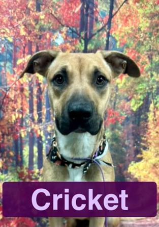 Cricket, adopted, Young Female German Shepherd Dog & Pit Bull Terrier.