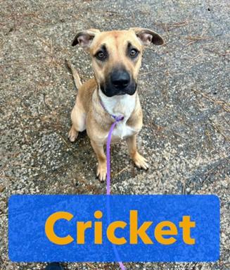 Enlarge Cricket, an adopted mixed breed in Shreveport, LA image 2/2