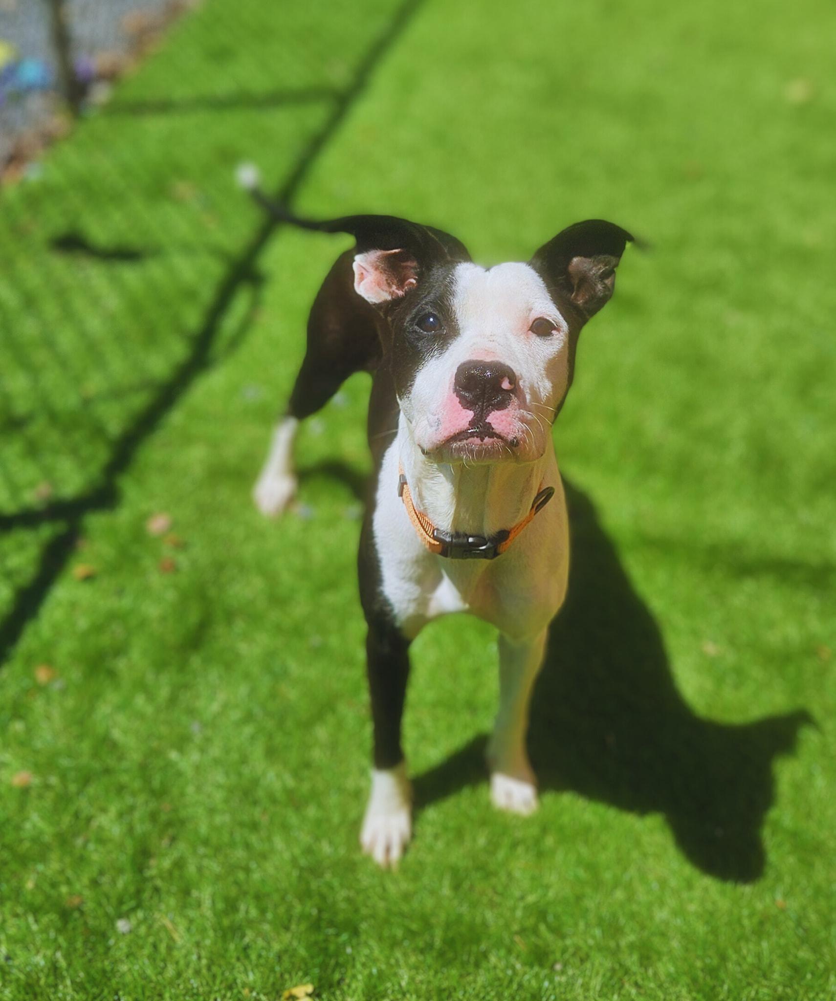 Enlarge Ella, a Adopted mixed breed in Berkeley Springs, WV image 1/2