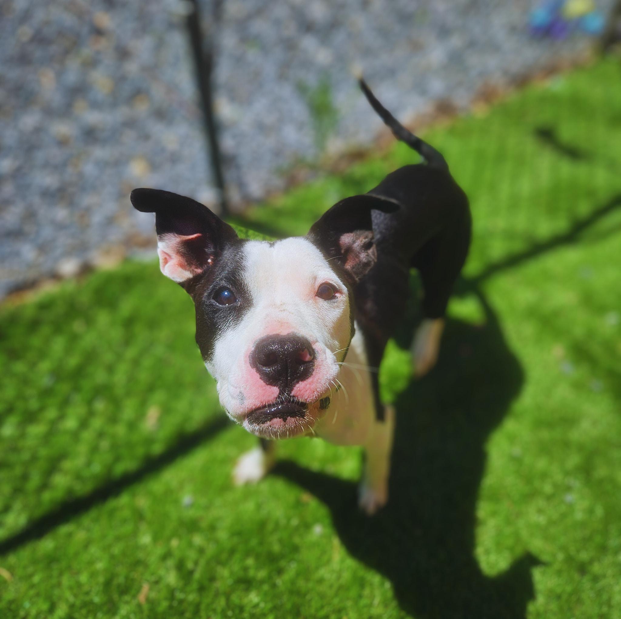 Enlarge Ella, a Adopted mixed breed in Berkeley Springs, WV image 2/2