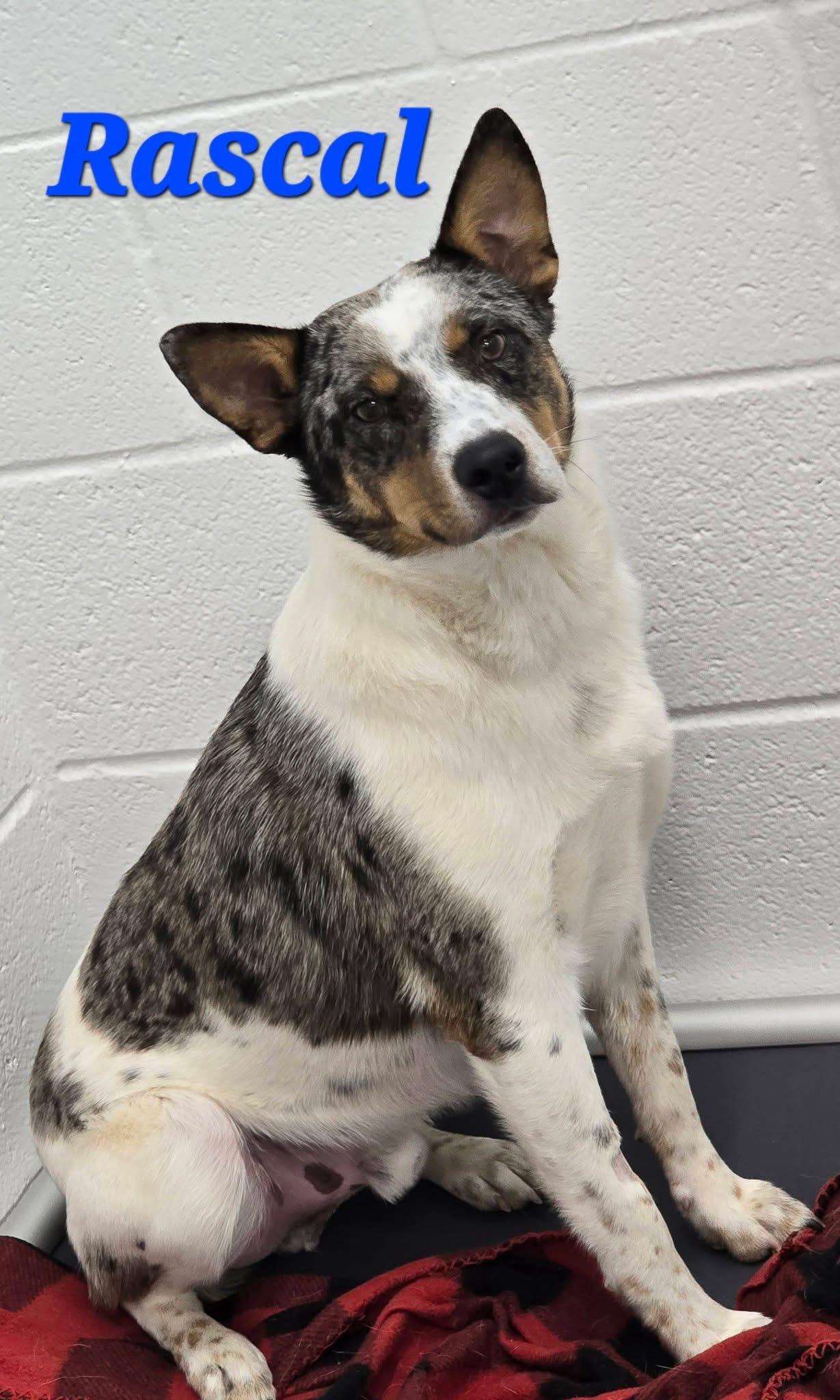Rascal, ADOPTABLE, Young Male Australian Cattle Dog / Blue Heeler.