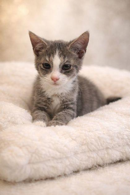 Enlarge misty, a Adoptable mixed breed in Guntersville, AL image 1/1