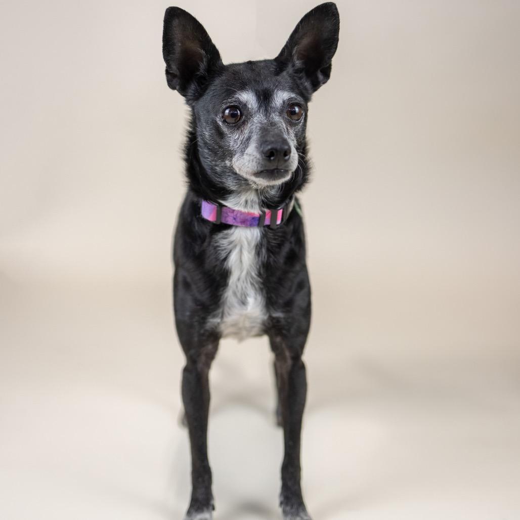 Felicia, adopted, Senior Female Chihuahua.