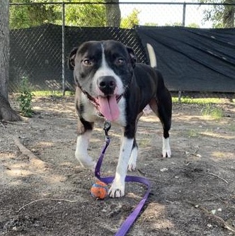 GOOFY, a ADOPTABLE Mixed Breed in Fernandina Beach, FL image 2/2