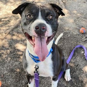 GOOFY, a ADOPTABLE Mixed Breed in Fernandina Beach, FL image 1/2