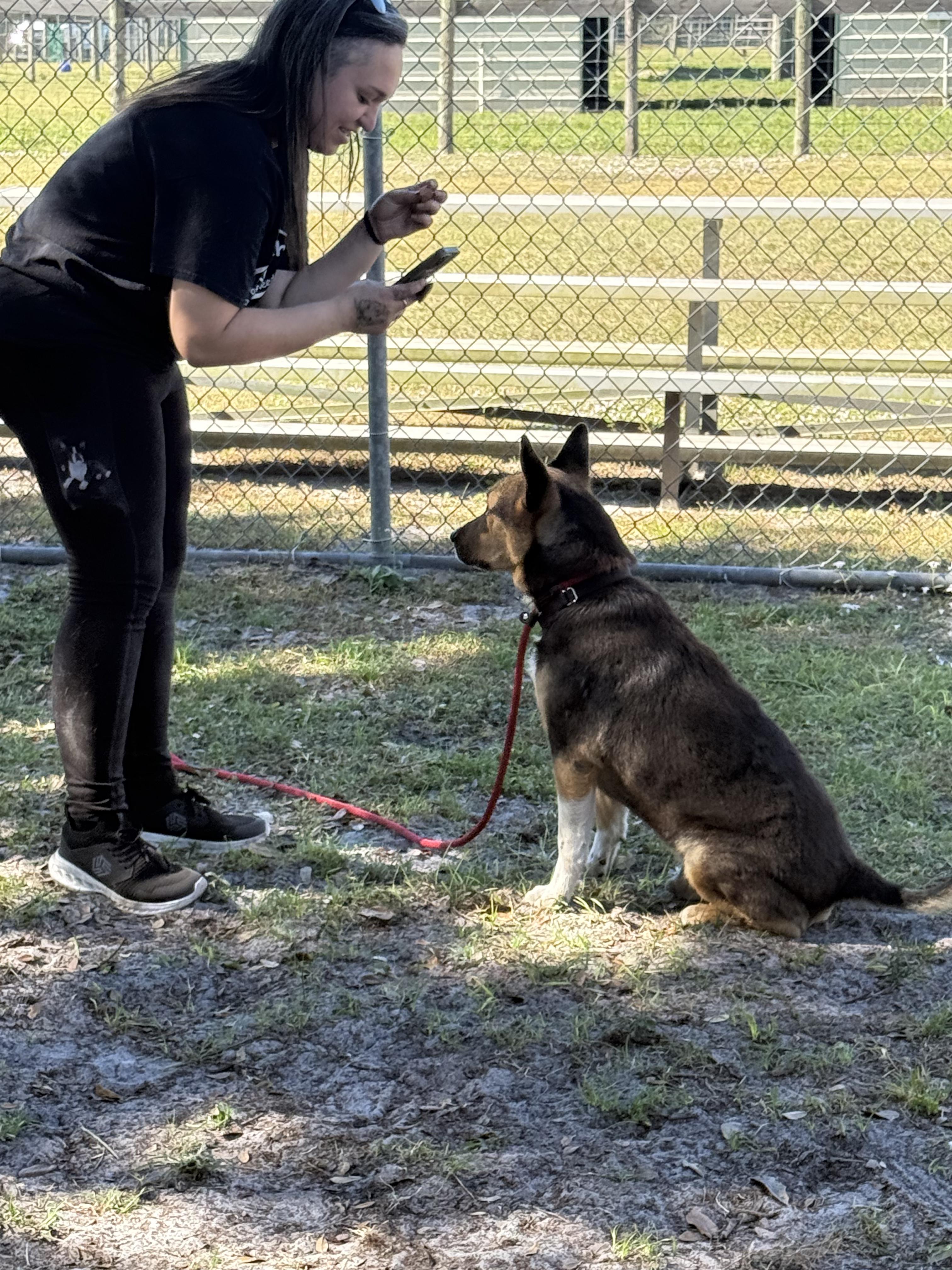 Ohio, Adoptable, Senior Male Shepherd.
