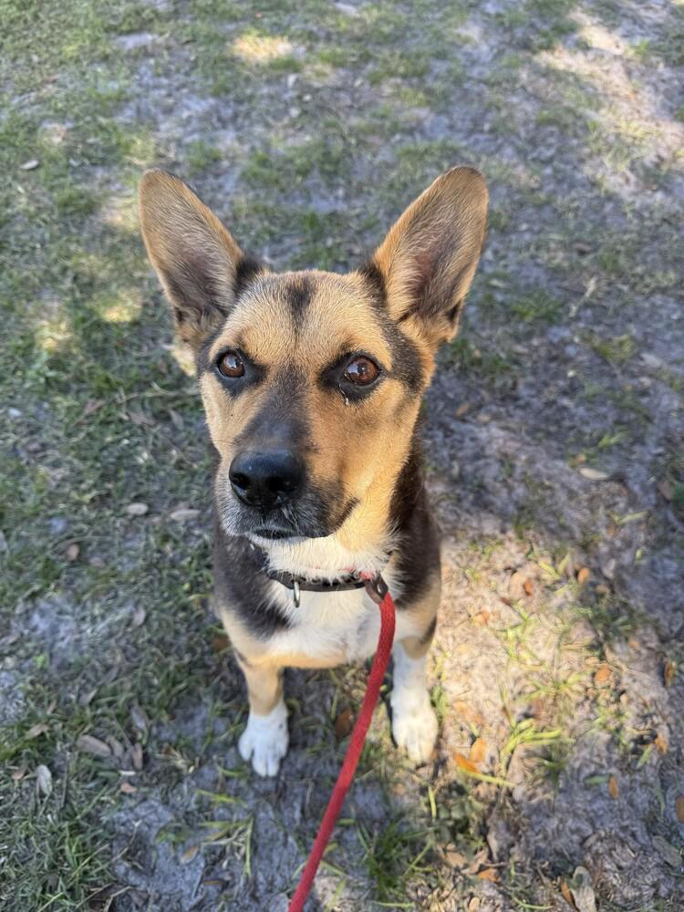 Ohio, Adoptable, Senior Male Shepherd.