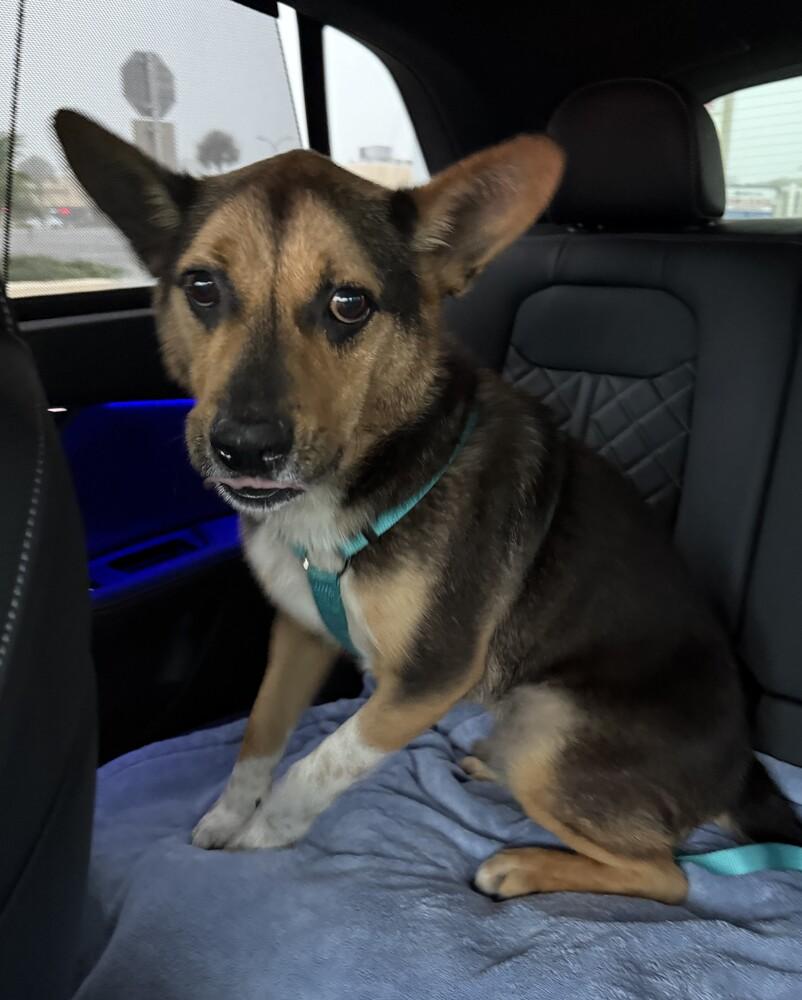 Enlarge Ohio, a Adoptable mixed breed in Orlando, FL image 5/5