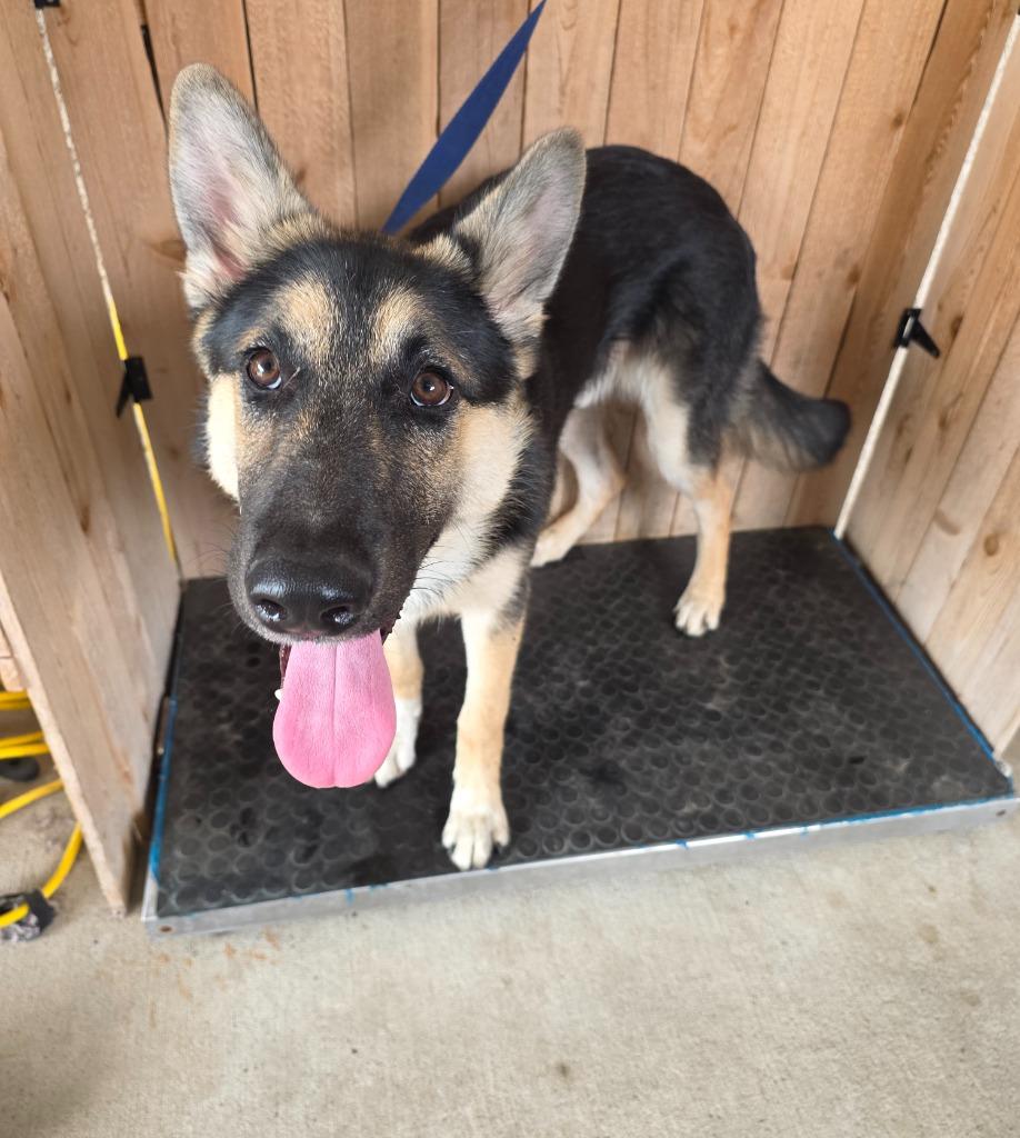Enlarge Palomo, a Adoptable German Shepherd Dog in Missouri City, TX image 1/2