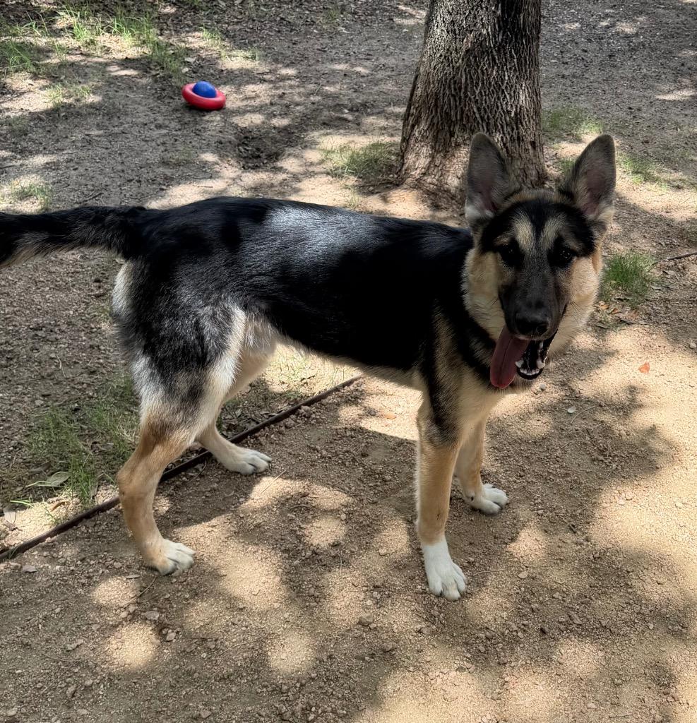 Enlarge Palomo, a Adoptable German Shepherd Dog in Missouri City, TX image 2/2