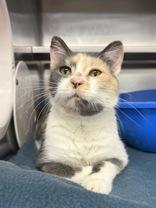 Enlarge Sweet Dee, an adopted Domestic Short Hair in Manitowoc, WI image 1/1