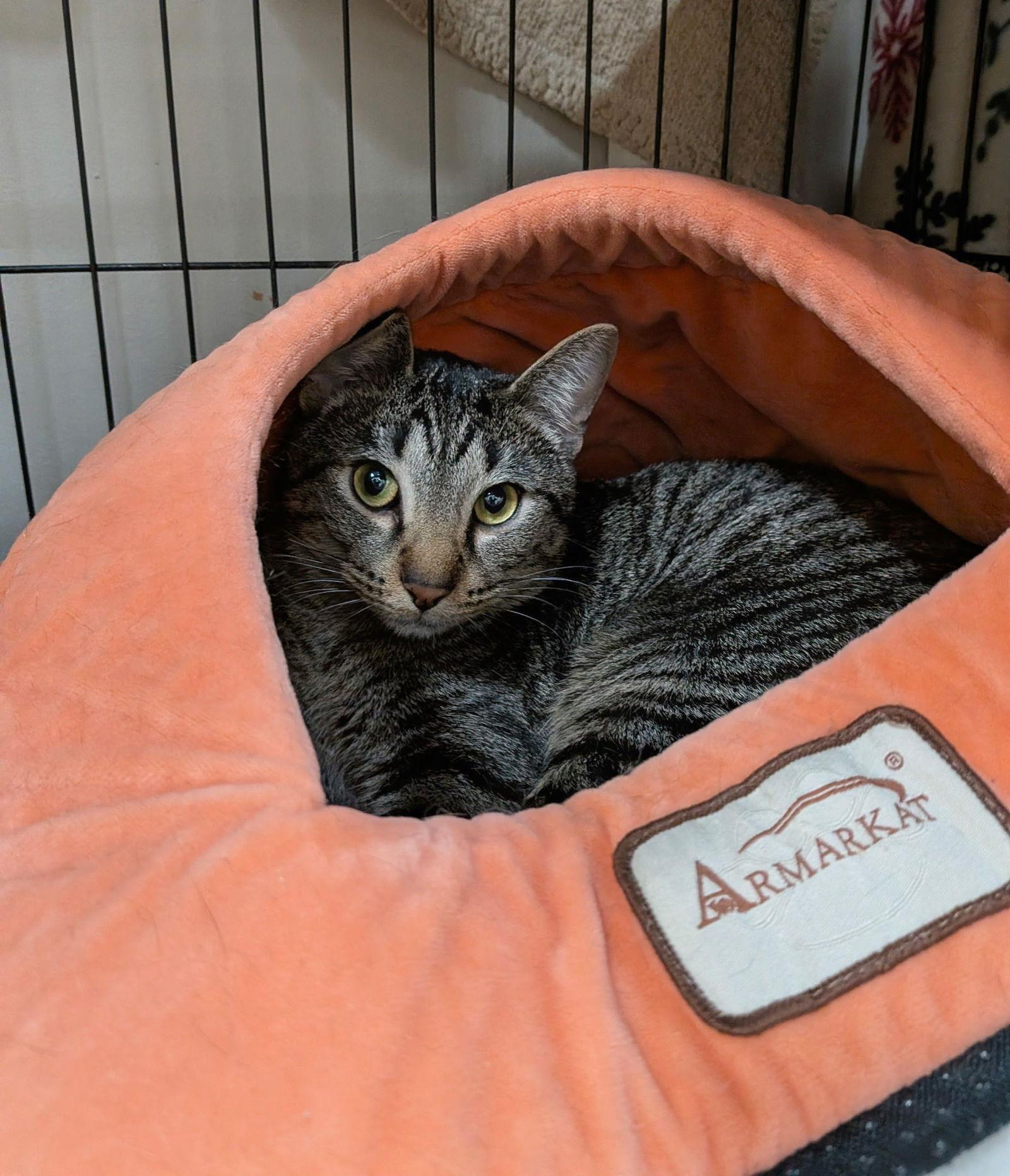 Potato, Adoptable, Adult Male Domestic Short Hair.