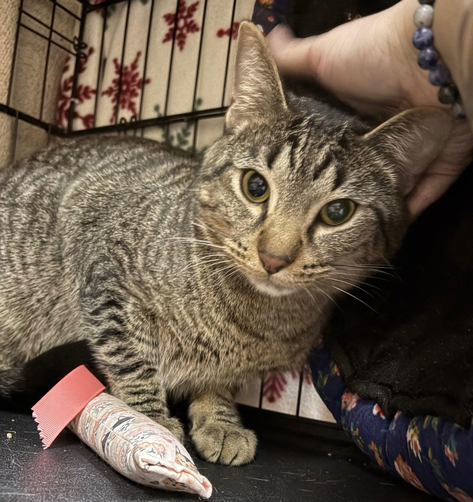 Potato, Adoptable, Adult Male Domestic Short Hair.