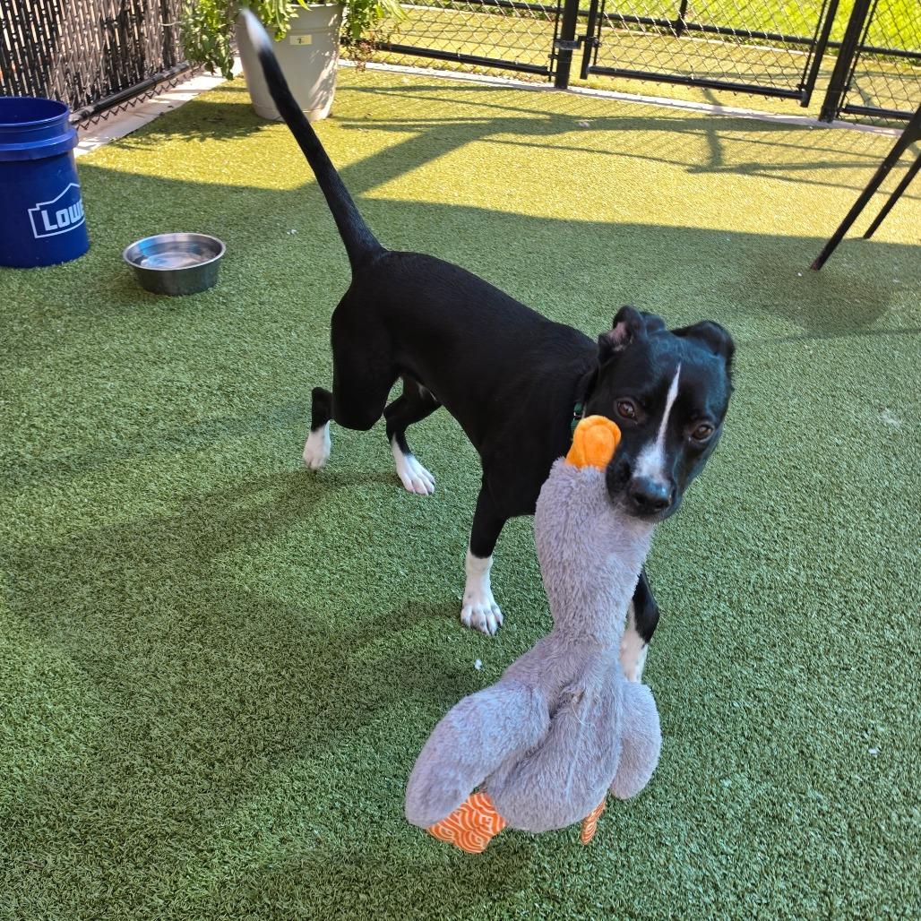 Tommy, Adoptable, Young Male Pit Bull Terrier.