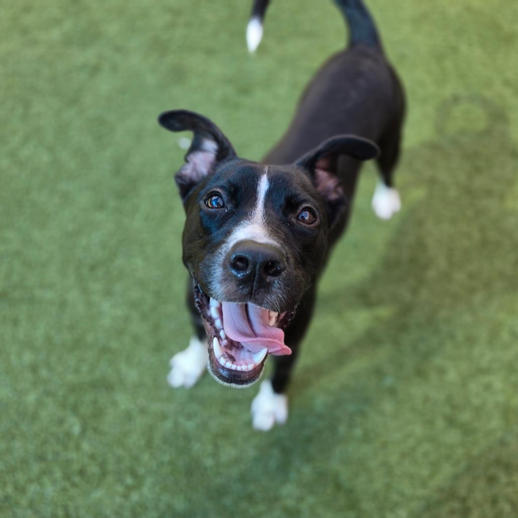 Enlarge Tommy, a Adoptable Pit Bull Terrier in Greensboro, NC image 2/6