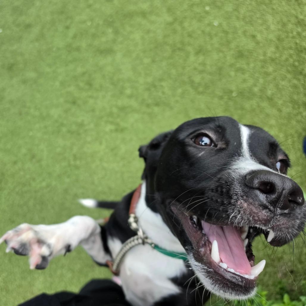 Enlarge Tommy, a Adoptable Pit Bull Terrier in Greensboro, NC image 3/6