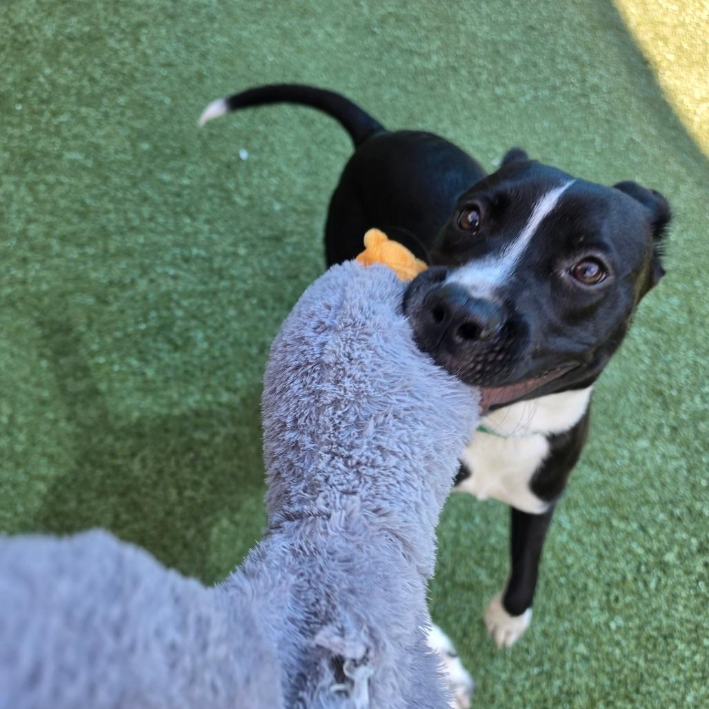 Enlarge Tommy, a Adoptable Pit Bull Terrier in Greensboro, NC image 4/6