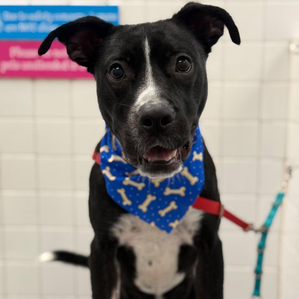 Enlarge Tommy, a Adoptable Pit Bull Terrier in Greensboro, NC image 5/6