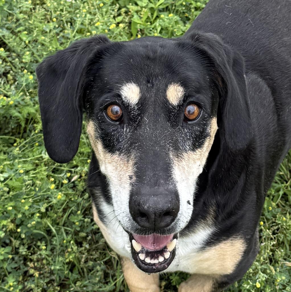 Pippa, a Adoptable mixed breed in Brenham, TX image 1/6